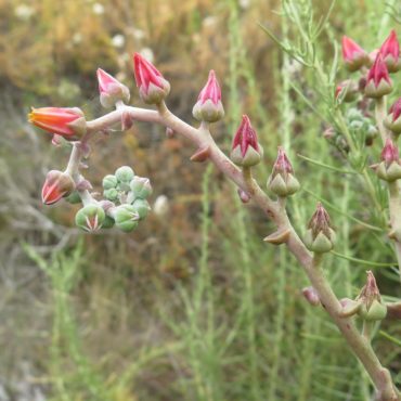 Red flower buds on green stem