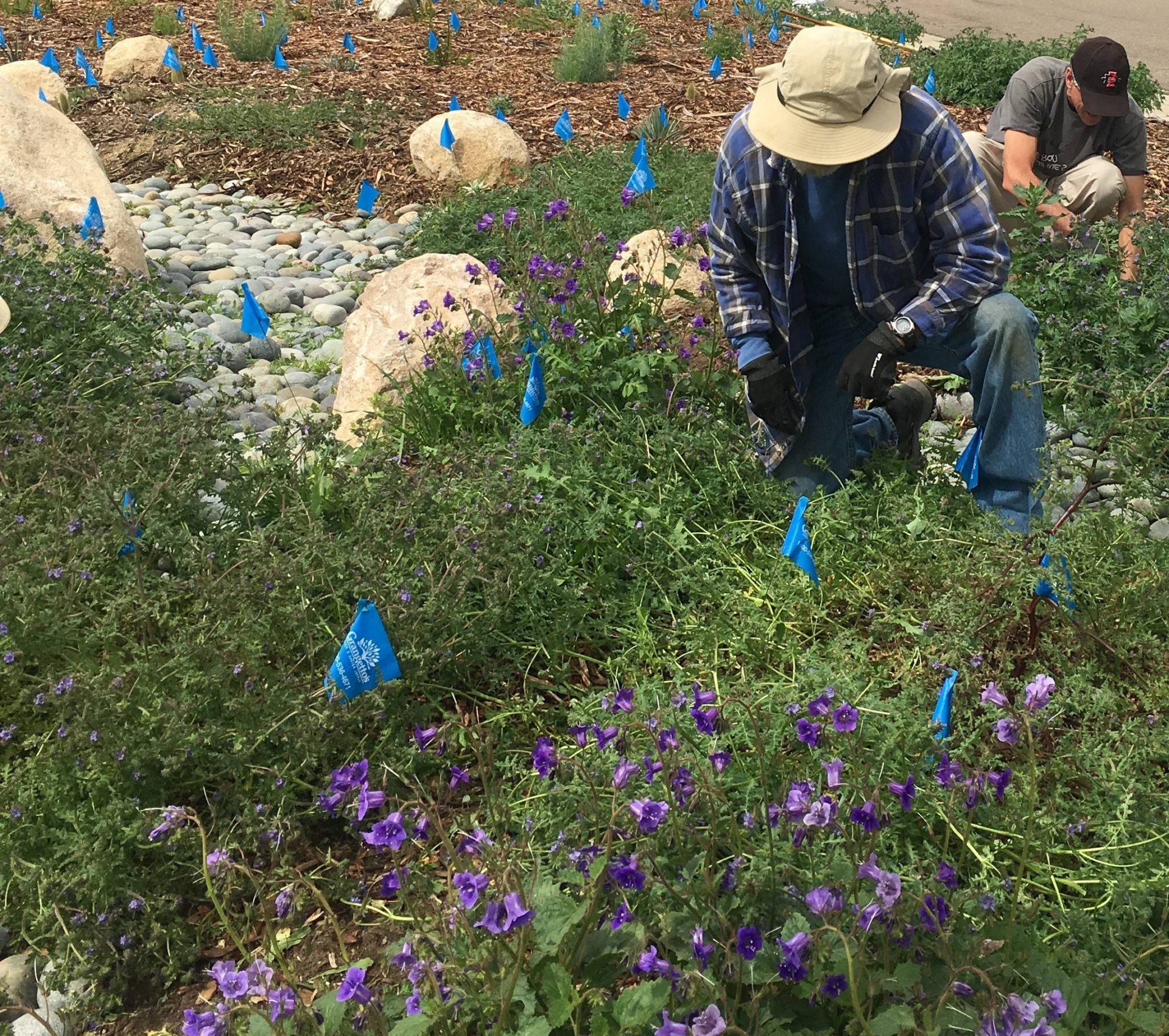 Volunteers Removing Invasive Plants