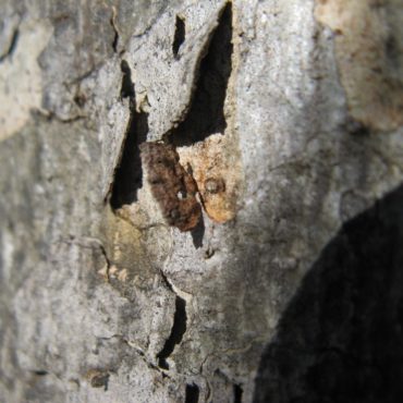 Holes in brown bark