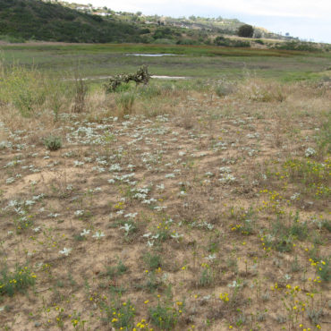 low-growing doveweed plants in a field