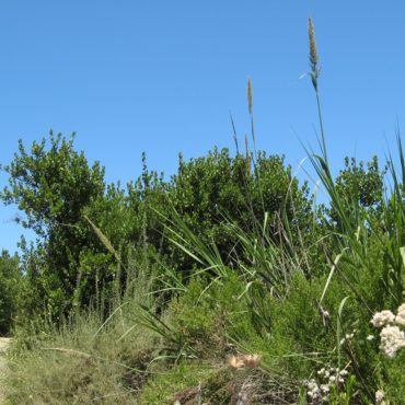 Giant wild rye often towers above surrounding shrubs