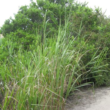 Giant wild rye growsing along trail