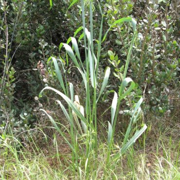 small clump of giant wild rye