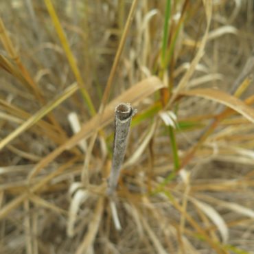 stem of giant wild rye