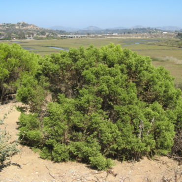 green coyote brush shrub