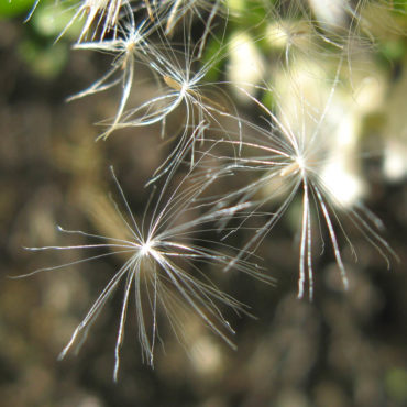 dandelion-like seeds