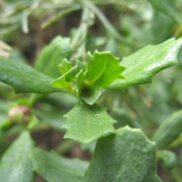close up of spiky green leaves
