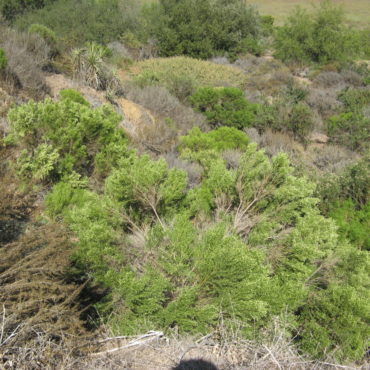 green coyote brush in dry field