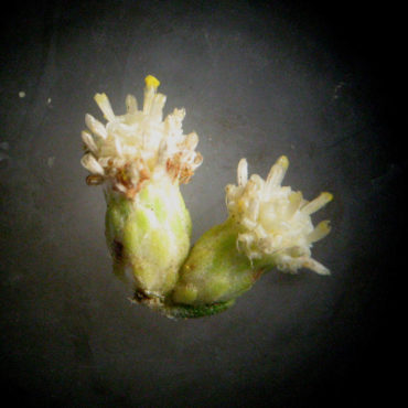 two clusters of tiny male florets
