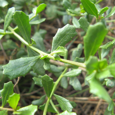 green spiked leaves on a long stem