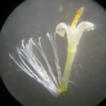 male floret