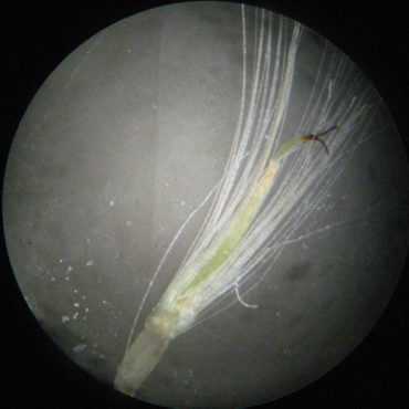 Close up of female floret
