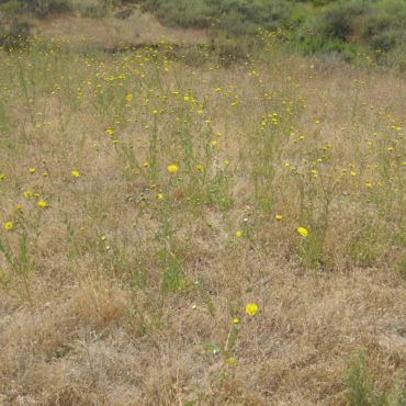 field of yellow gum plants