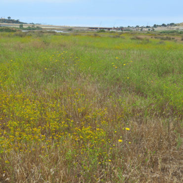 field of gum plant and tarweed