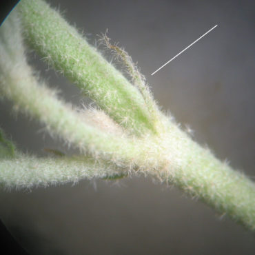 Small green node under microscope