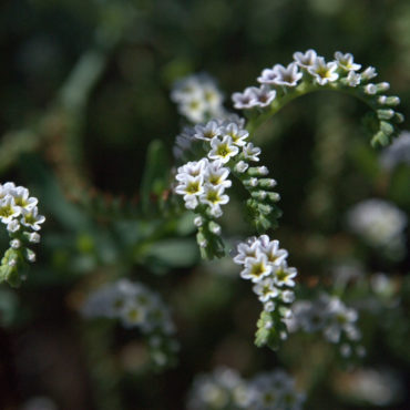 small white and light purple flowers on green branches