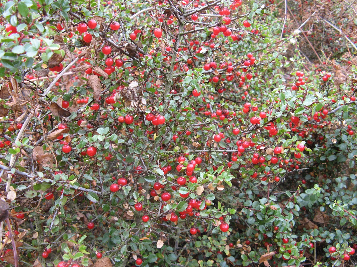 Green bush with small red berries