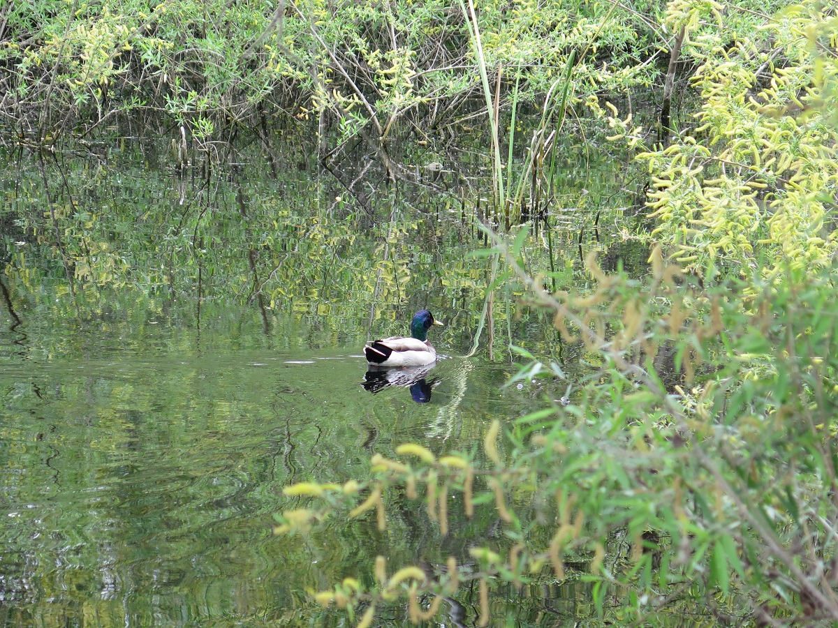 duck swimming in pond