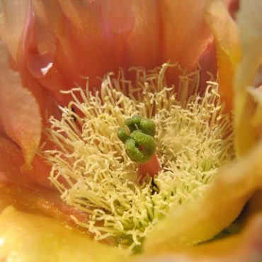 showy, yellow cactus flower