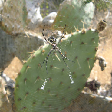 spider on web in front of cactus segment