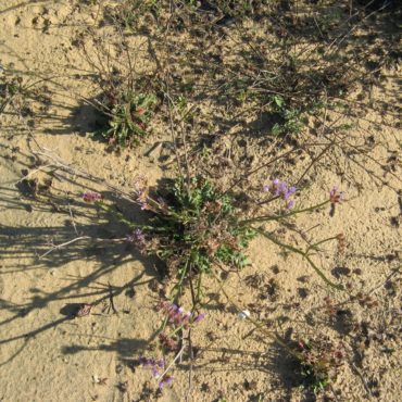 plant growing in sand