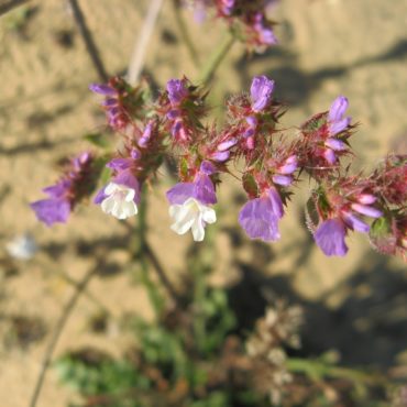 spray of white and purple flowers
