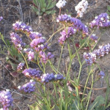 sprays of white and purple flowers