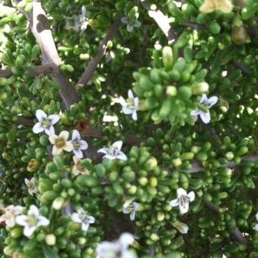 shrub with succulent leaves and small white flowers