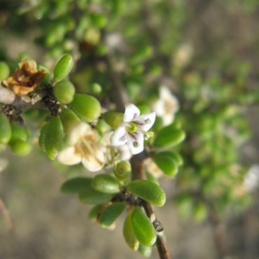 branch with succulent leaves and small white flowers