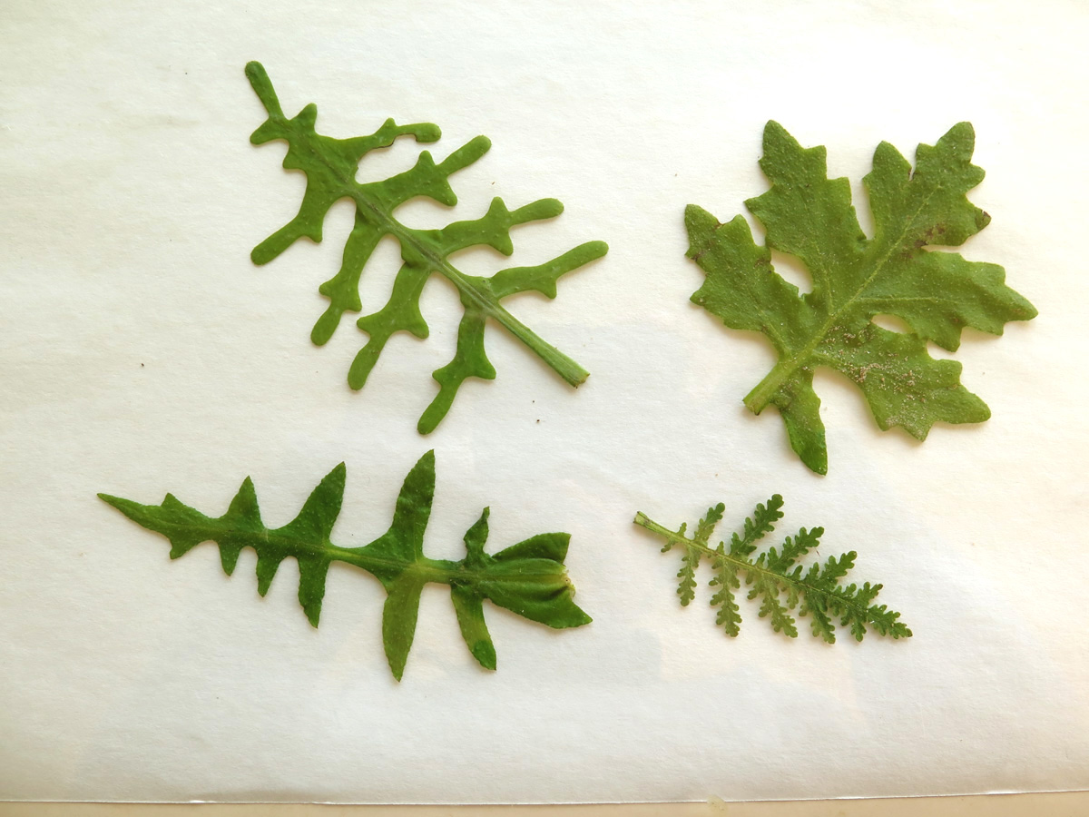 leaves of four related species