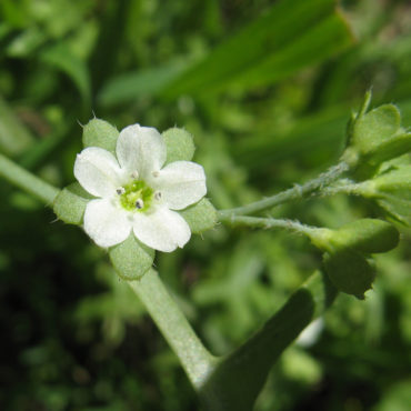 small white flower with five petals