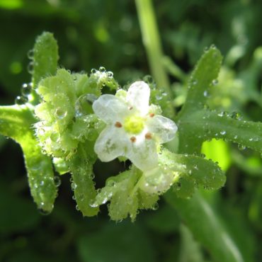 white flower covered with dew