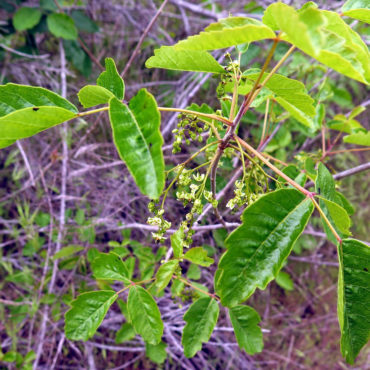 three-parted leaves and dangling flower cluster