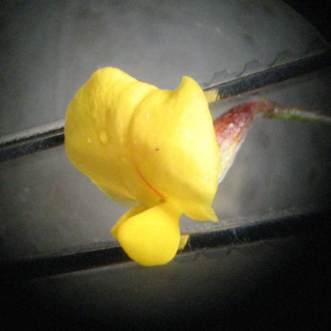 yellow flower like a pea flower