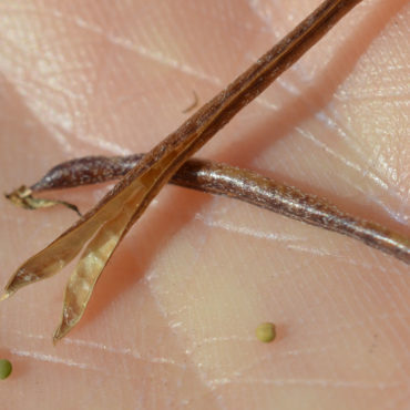 two pea pods with tiny seeds