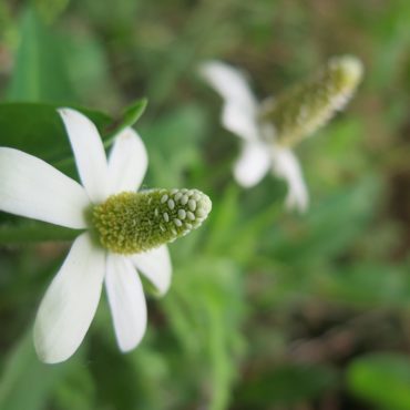 two white yerba mansa flowers