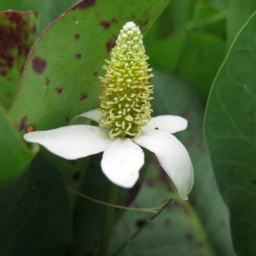 white yerba mansa flower