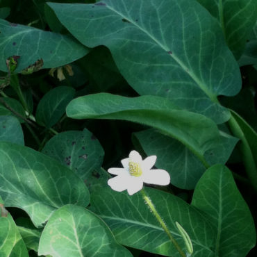 white yerba mansa flower