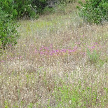 bright pink flowers in the grasses