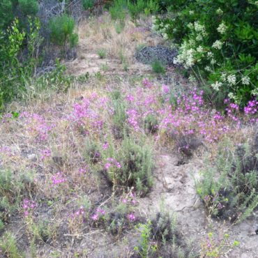 bright pink flowers in the sage scrub