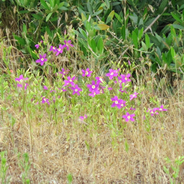 bright pink flowers in grasses