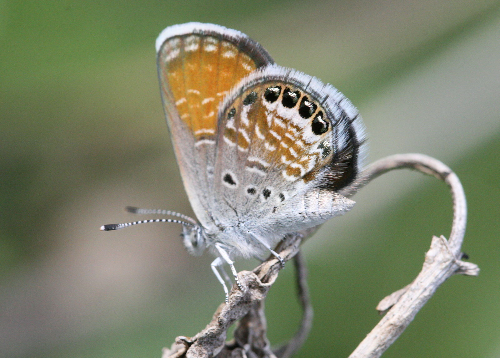 western-pygmy-blue-nature-collective