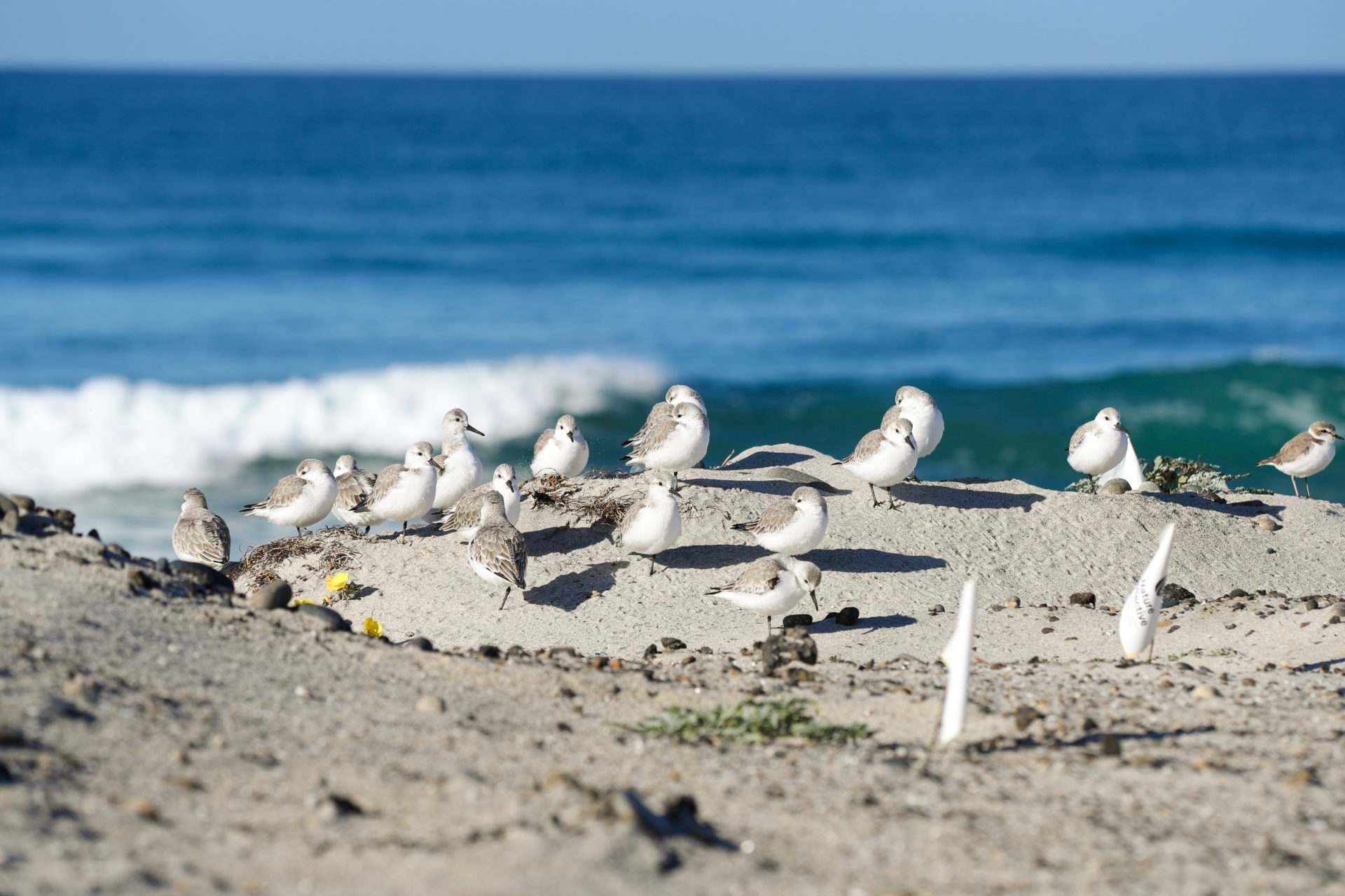Birds on dunes at the beach