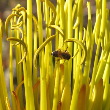 bee, crawling among yellow anthers