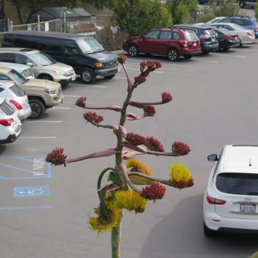 spike of yellow flowers next to a parking lot
