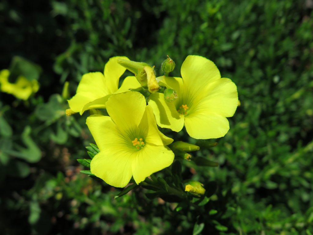 south african buttercup plant