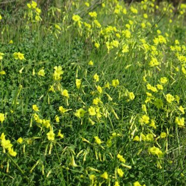 patch of yellow flowers