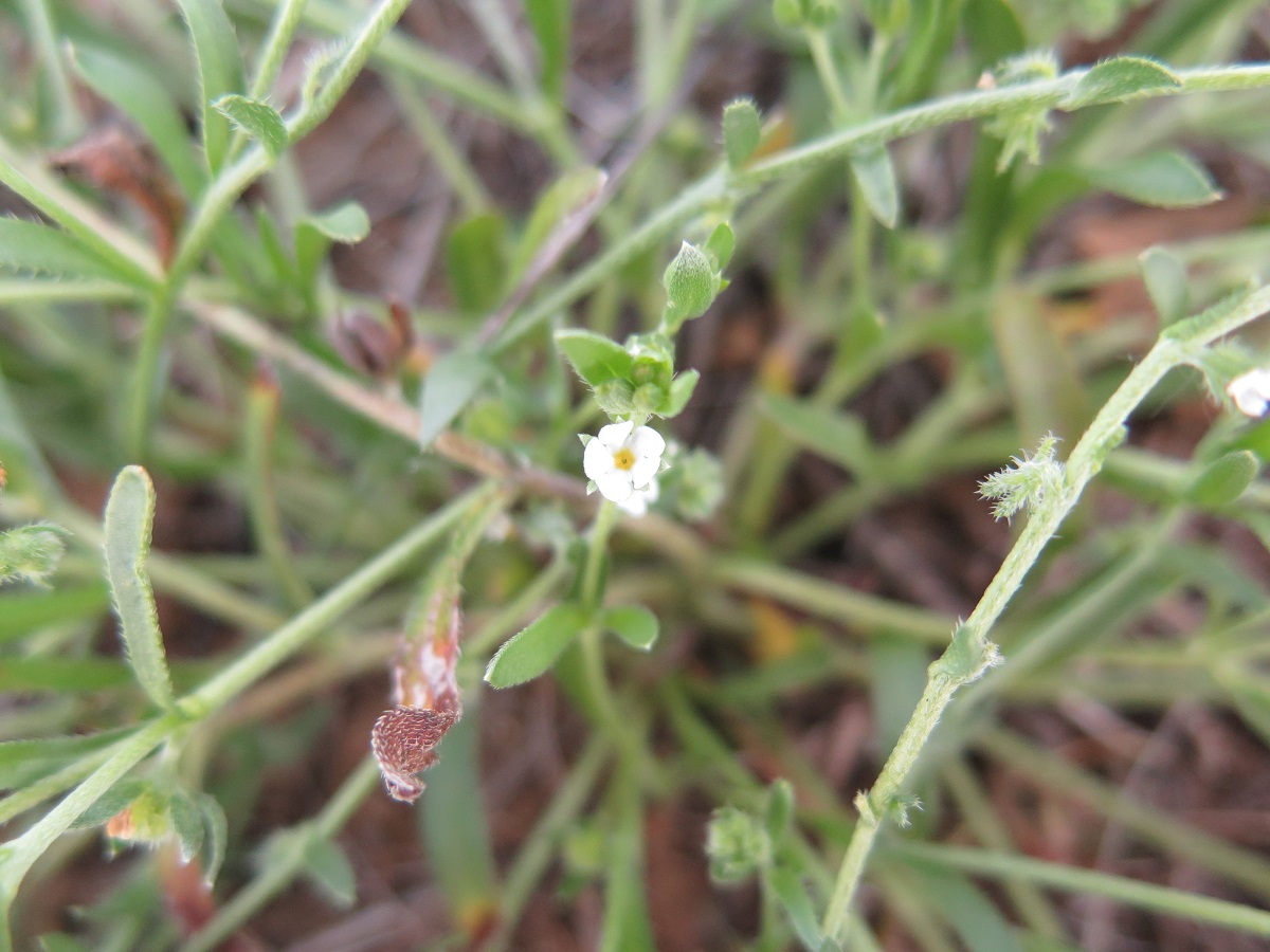 Small white flower in tangle of stems