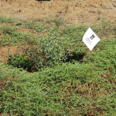 low growing plants surround newly planted bladderpod