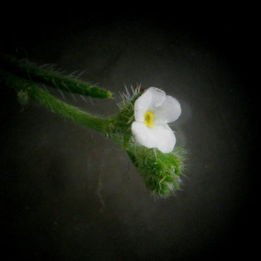 tiny white flower with yellow throat